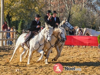 Camargue enchantée, marché de Noël à Nîmes