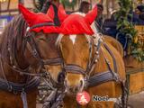 Photo L'Écomusée d'Alsace fête Noël à Ungersheim