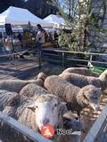 Photo Marché de Noël à La Javie