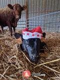 Photo Marché de Noël à la ferme à Brézins