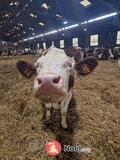 Photo Marché de Noël à la ferme à Brézins